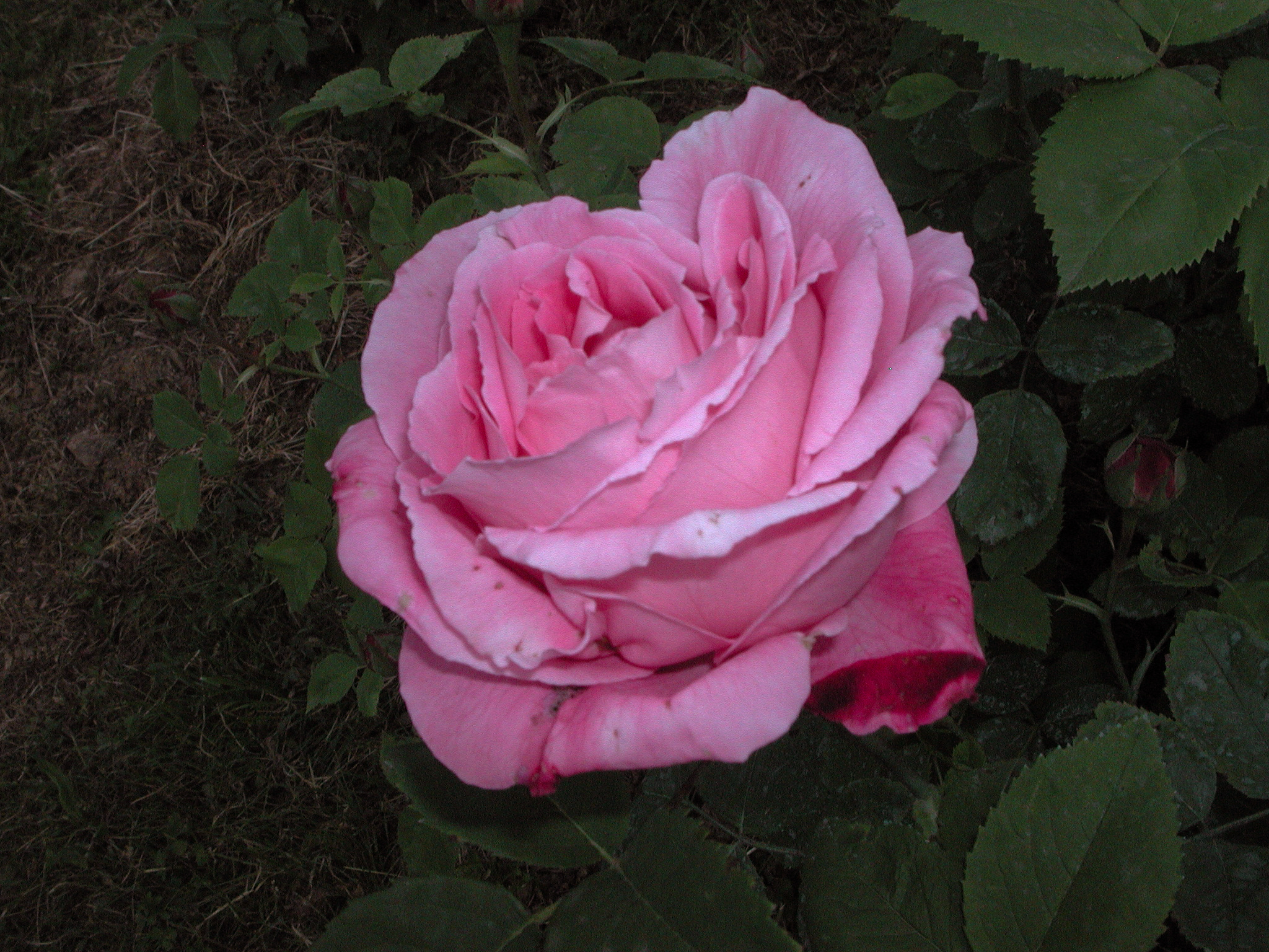 Mrs John Laing