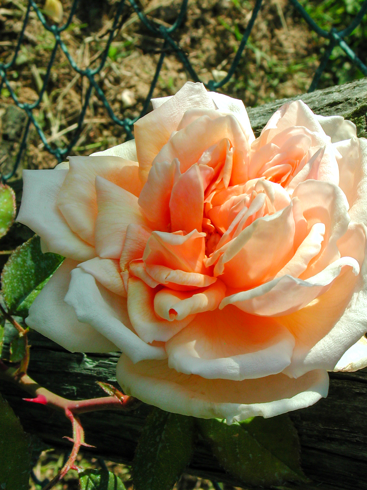 Mme Jules Gravereaux
