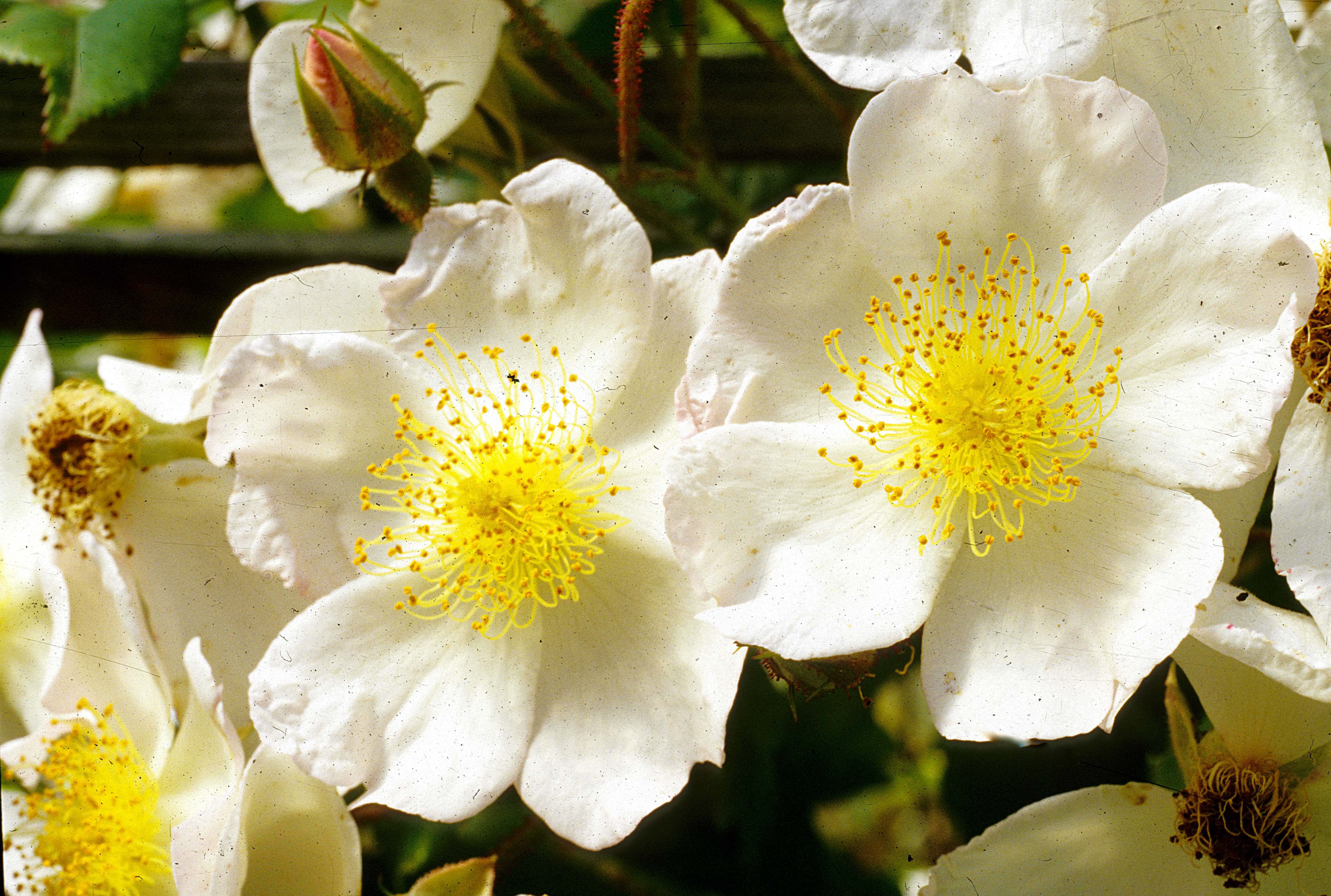 R. gentileana