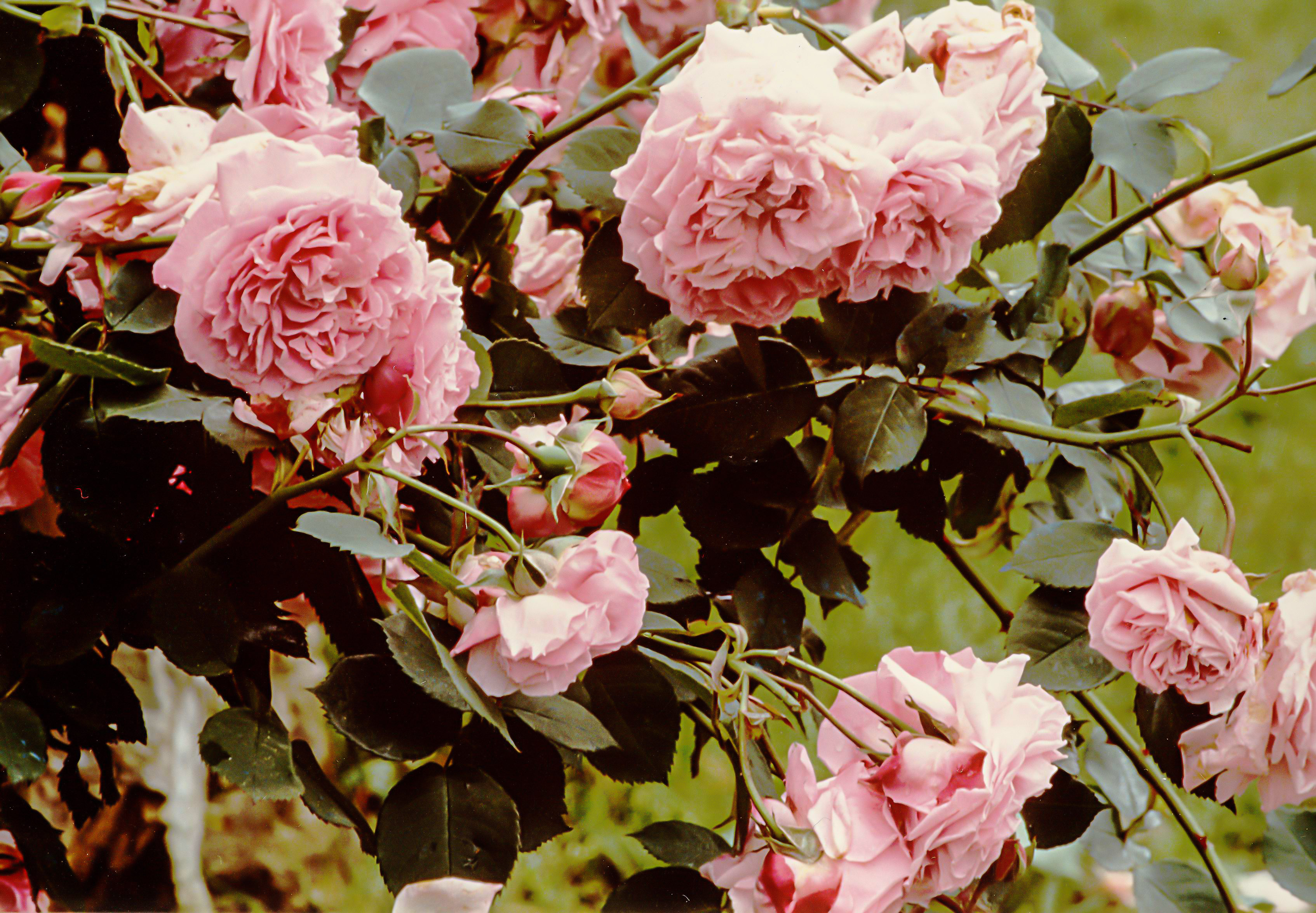 Mme Lauriol de Barny