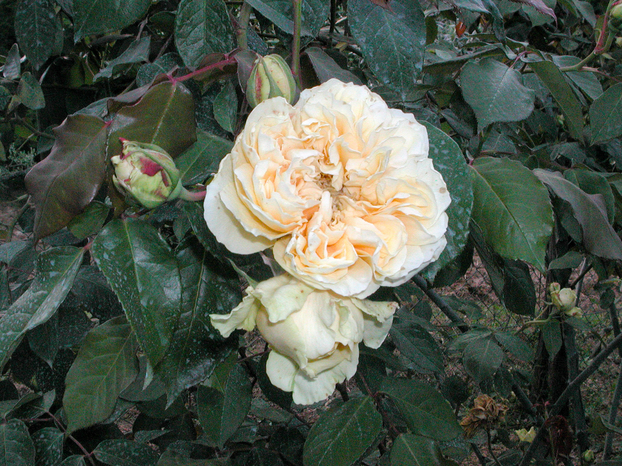 Duchesse d'Auerstadt