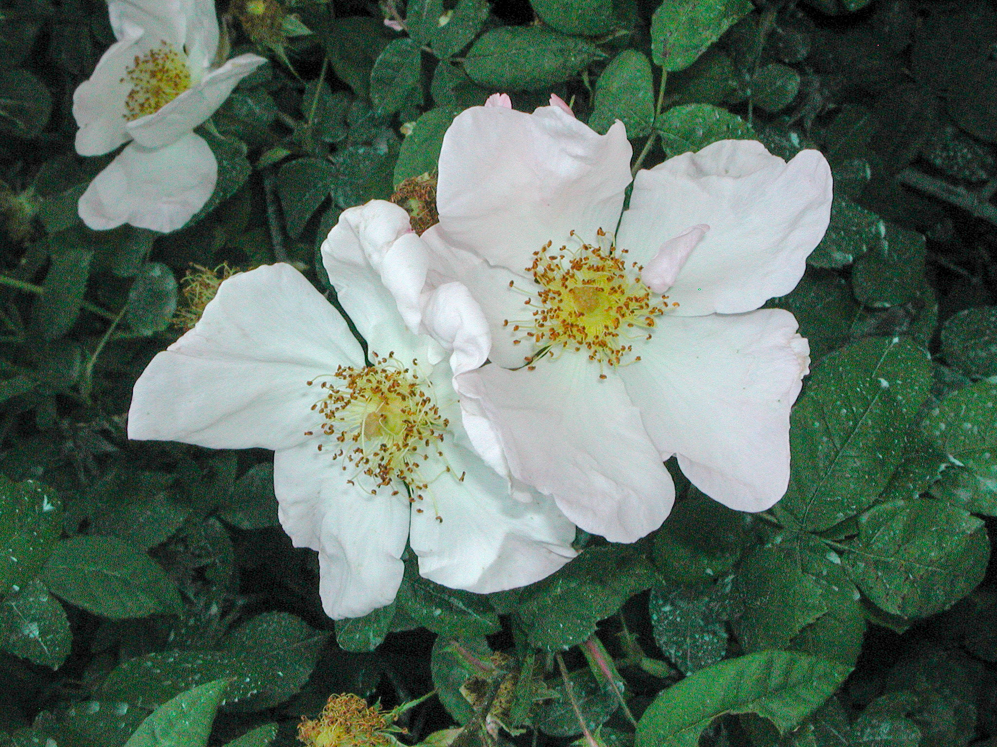 R. sancta