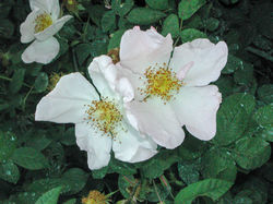 R. sancta