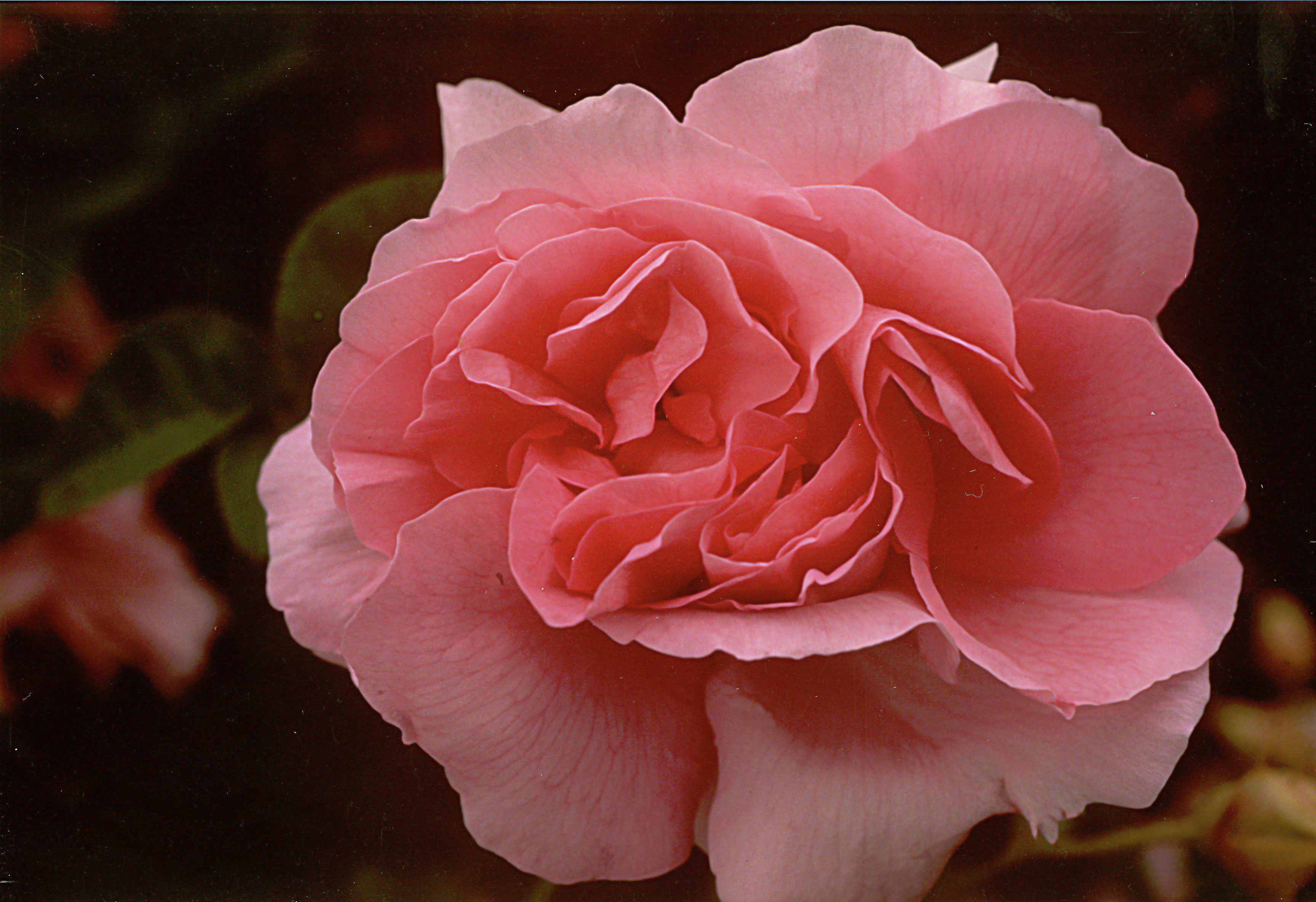Empress Josephine