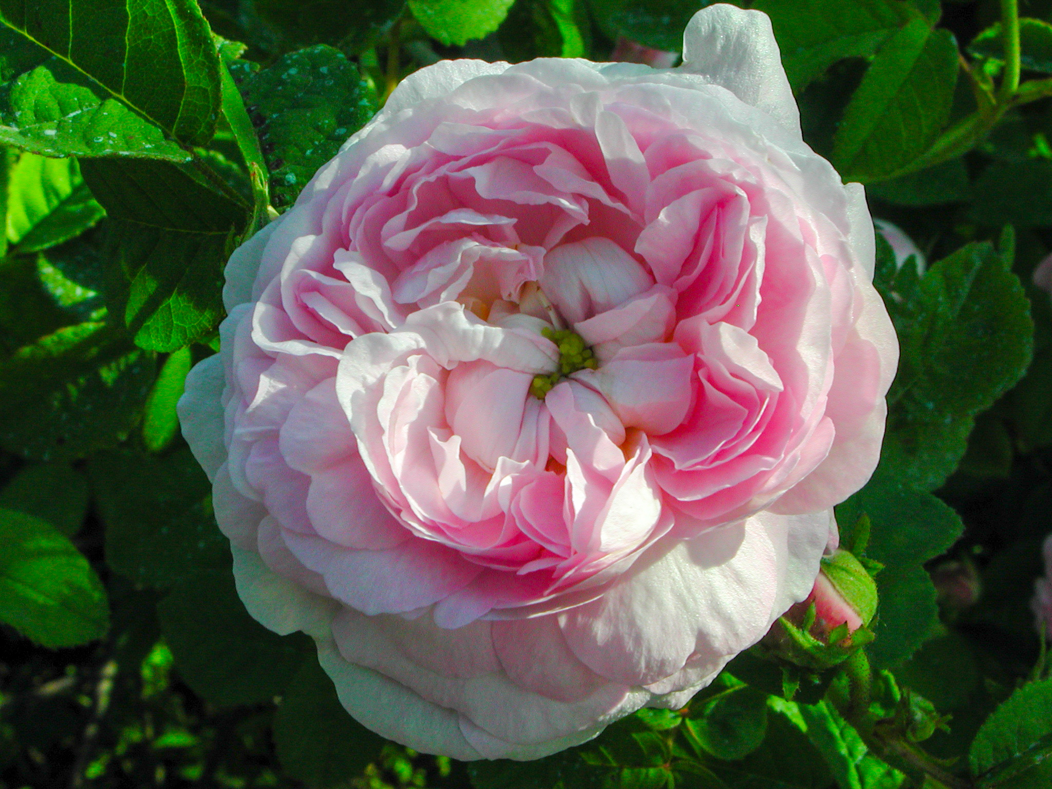 Duchesse de Montebello