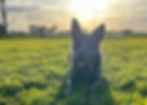 Sunset Fetch