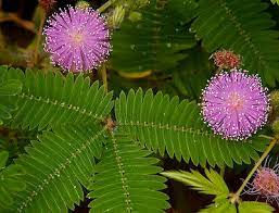 Find Out Why The Mimosa Pudica Plant is the Best Valentine's Day gift for Anyone