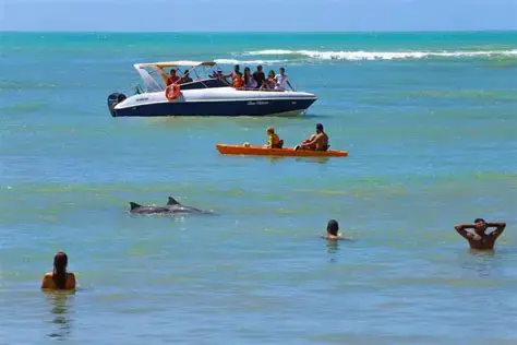 golfinhos na praia de Pipa