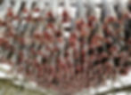 Stockfish in Ballstad