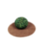 Topiary Ball - Ficus Small