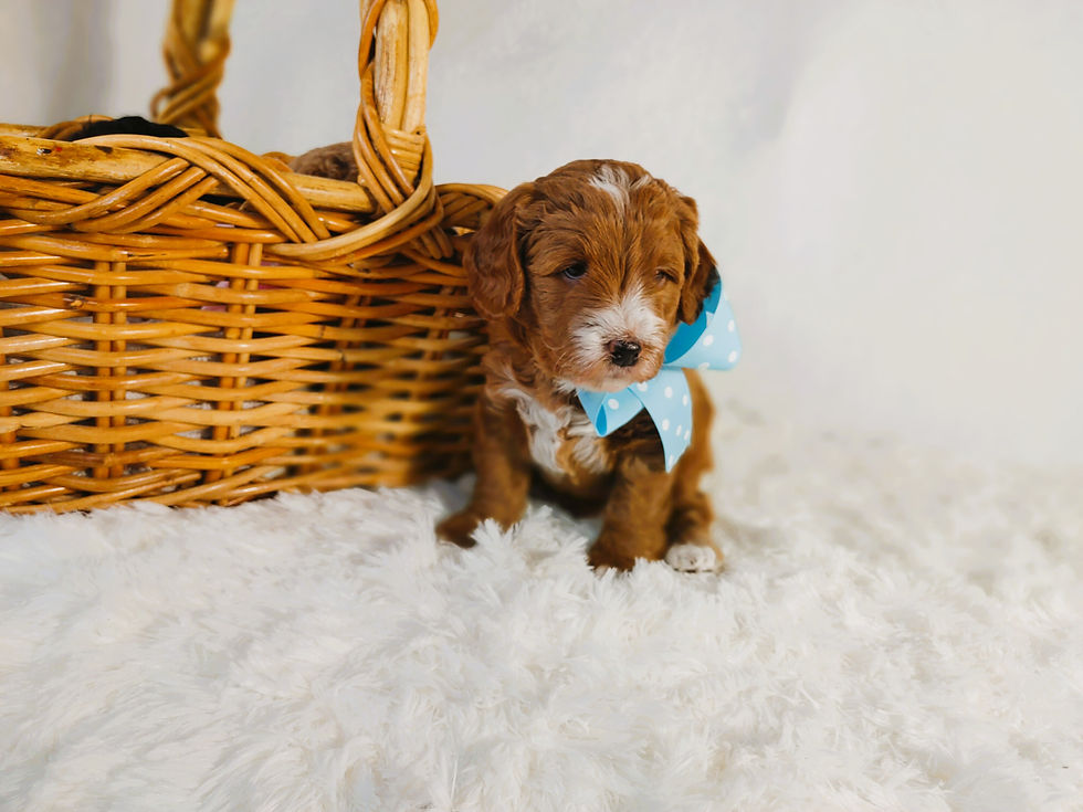 Oscar