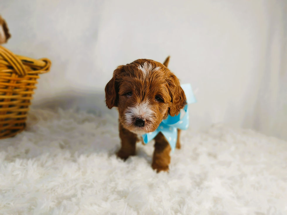Oscar