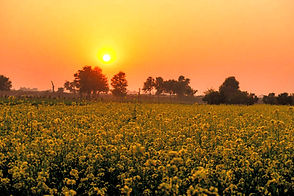 mustard-fields-in-punjab-pakistan-picture-id1299570654-2077349528_edited.jpg