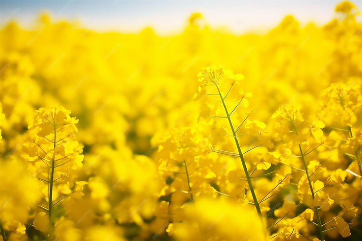 golden-expanse-yellow-mustard-fields-india_414897-1501-1672433706.jpg