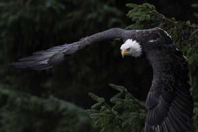 Wauhatchie School Needs Help With Eagle's Nest Project
