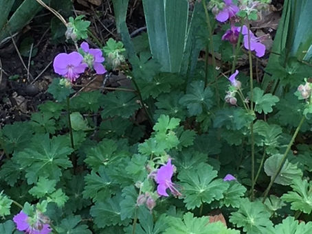 Bartlett on Gardening: Blame it on Linnaeus (Gemini 2)
