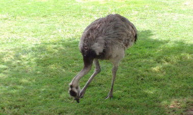 La provincia promueve la toma de conciencia sobre la fauna silvestre