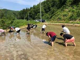 田植え(2019.5.26)