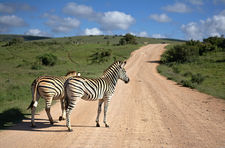 Zebra in Ngorongoro crater