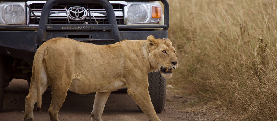 Why Should I Visit Tanzania?