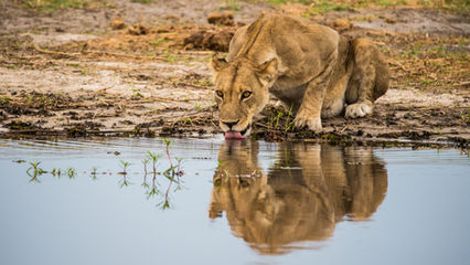 4-Day Nyerere (Selous) Safari Tours
