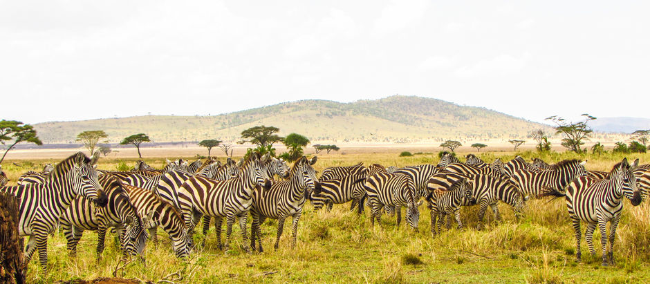 Why Serengeti is a Top Safari Destination?