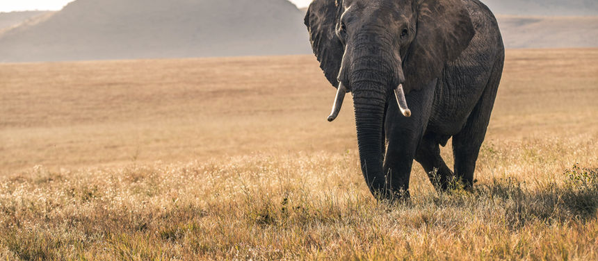 Tansania Big Five Tiere