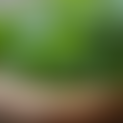 Maîtriser l'art des herbes aromatiques en cuisine