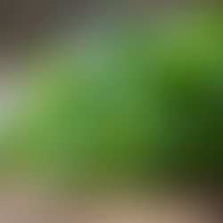 Améliorez vos plats avec des épices fraîches