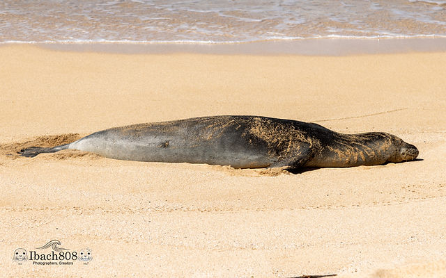 Hawaiian Monk Seal Response | Discover Conservation Efforts at MOCMI