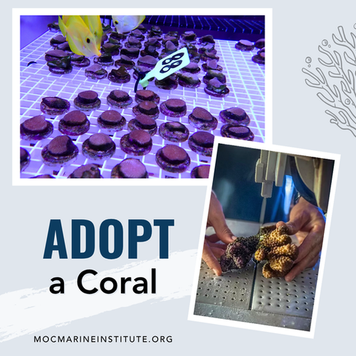 Symbolically Adopt a Coral | Marine Institute at Maui Ocean Center