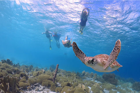 multiple snorkelers with turtle.jpg