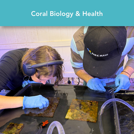 Students looking at coral in a tank.