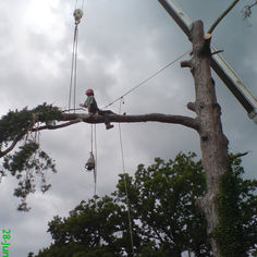 A certified arborist wearing a red hard hat sits on a high tree branch during a professional tree removal operation, with crane rigging ropes attached overhead against a cloudy sky
