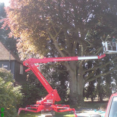 Red cherry picker lift raised into a large tree for professional tree work