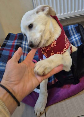A person gently pets a white dog wearing a red shirt, showcasing a moment of affection between them