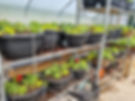 Rows of black pots filled with green plants and some red flowers are neatly arranged