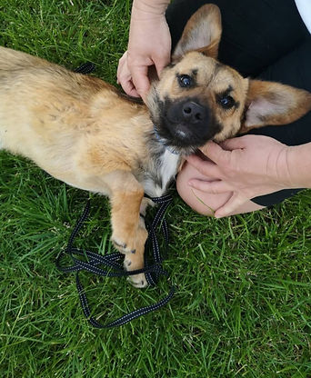A dog resting on the grass beside its owner, enjoying a sunny day outdoors