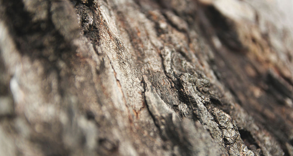 Close-Up Tree Bark