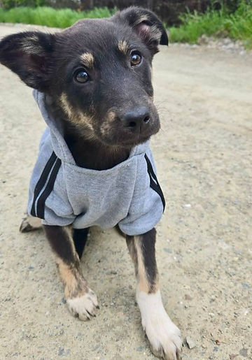 A small dog wearing a cozy grey hoodie, looking playful and ready for an adventure
