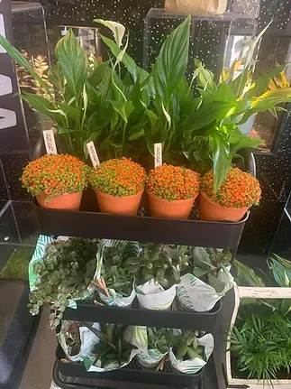 A black three-tiered plant stand displays vibrant orange flowers in brown pots on top, and leafy green plants and succulents below on two shelves