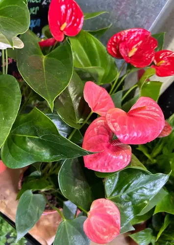 Close-up of a vibrant red anthurium plant with glossy green leaves