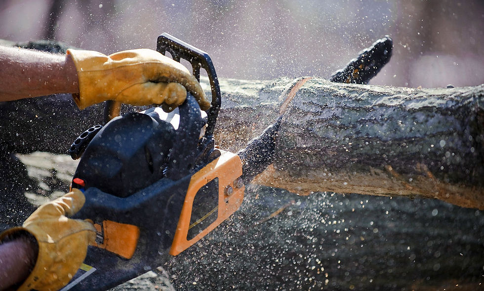 Man's hands hold a chainsaw against a fallen tree