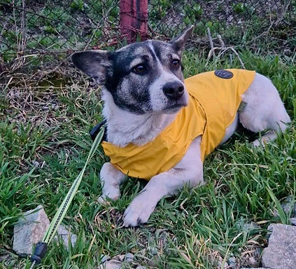 A dog in a yellow raincoat lies on green grass, looking relaxed and content