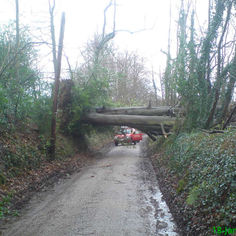 Large fallen tree spanning a narrow rural lane, red vehicle stopped beneath it