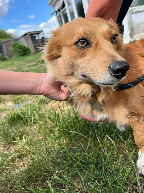 A medium‑length fur dog with brown smiling and standing on grass