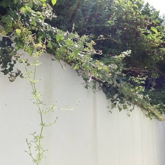 Ivy climbing over garden wall
