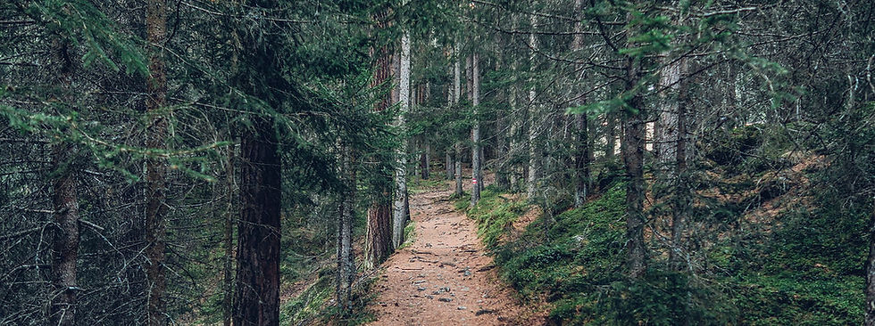 Forest Trail Path