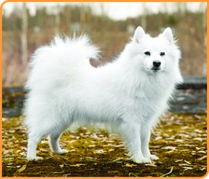 BA_Alaskan-Malamute-300x257.jpg