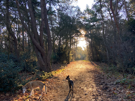 Wandelen met mijn honden in ’t Gooi